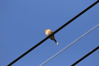 Meadow Bunting 十日町市 Tue, 5/24/2022