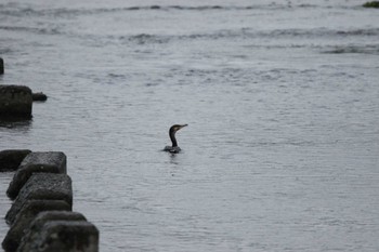 Great Cormorant 酒匂川河口 Tue, 6/14/2022