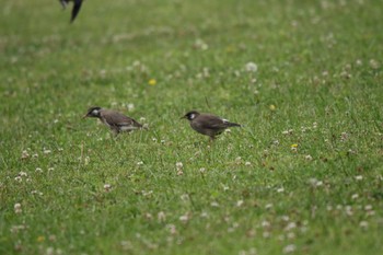 White-cheeked Starling 小田原市 Tue, 6/14/2022