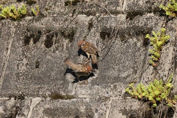 Eurasian Tree Sparrow 十日町市 Tue, 5/24/2022