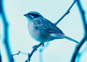 Meadow Bunting 熊本県阿蘇市 Fri, 3/30/2018