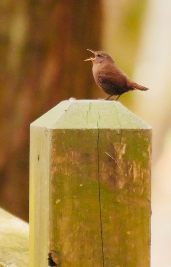 Eurasian Wren 熊本県阿蘇市 Fri, 3/30/2018