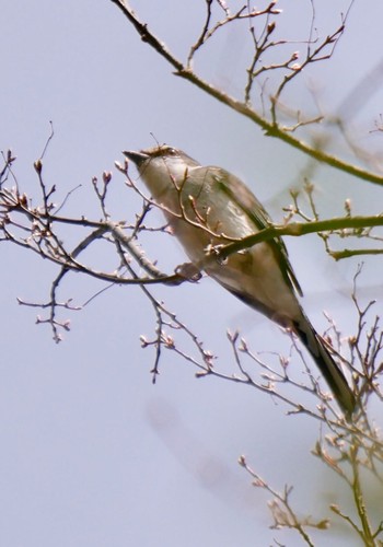 Ashy Minivet 熊本県阿蘇市 Fri, 3/30/2018