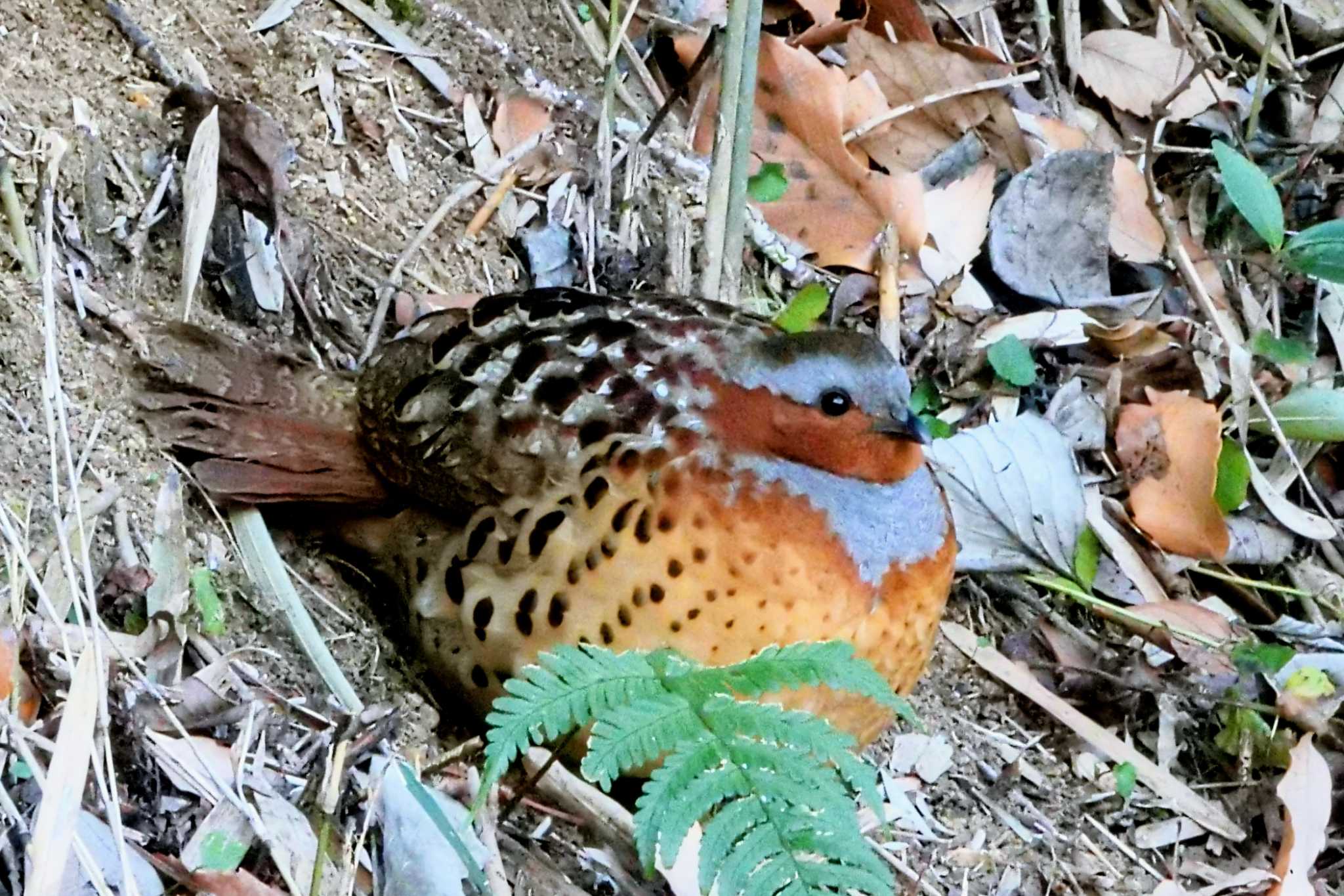 Chinese Bamboo Partridge