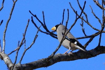 Japanese Grosbeak 十里木高原 Tue, 1/10/2023