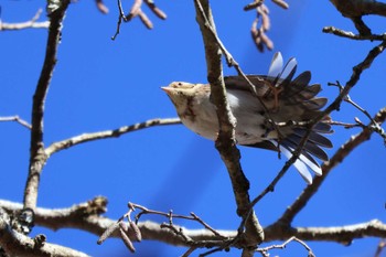 Rustic Bunting 十里木高原 Tue, 1/10/2023