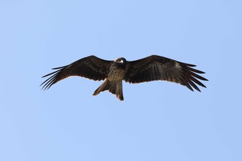 Black Kite Akashi Park Sun, 11/27/2022