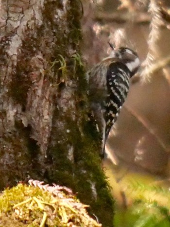 Japanese Pygmy Woodpecker 熊本県阿蘇市 Fri, 3/30/2018