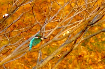 2023年1月9日(月) 小畔水鳥の郷公園の野鳥観察記録