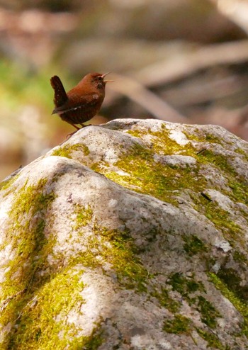 Eurasian Wren 熊本県阿蘇市 Fri, 3/30/2018