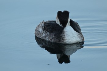 Great Crested Grebe Yatsu-higata Sun, 1/8/2023