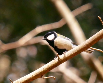 Japanese Tit 熊本県阿蘇市 Fri, 3/30/2018