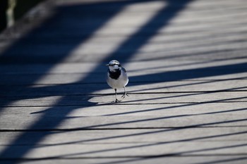 White Wagtail 坂田ヶ池総合公園 Thu, 1/5/2023