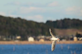 ユリカモメ 北印旛沼 2023年1月3日(火)