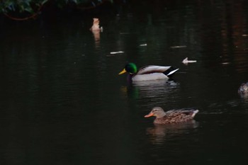 マガモ 長浜公園 2023年1月10日(火)