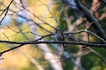 Olive-backed Pipit 房総のむら Mon, 1/9/2023