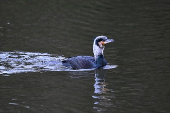 カワウ 坂田ヶ池総合公園 2023年1月4日(水)