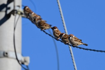 Eurasian Tree Sparrow North Inba Swamp Wed, 1/4/2023