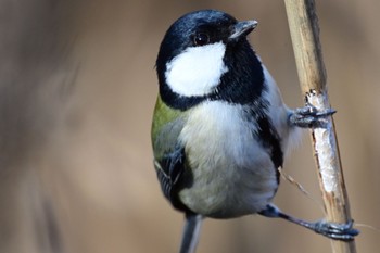 Japanese Tit Yatsu-higata Sun, 1/8/2023