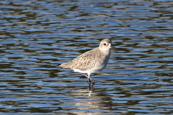 Grey Plover Yatsu-higata Sun, 1/8/2023