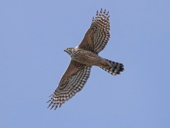 Eurasian Goshawk Koyaike Park Fri, 12/30/2022