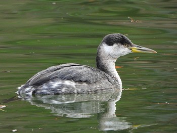 Red-necked Grebe 千里南公園 Fri, 12/30/2022