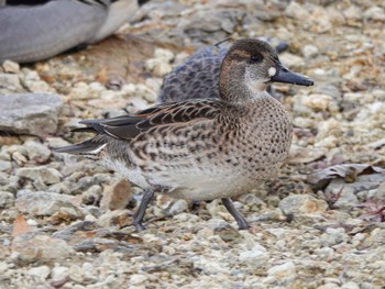 Baikal Teal 兵庫県小野市 Fri, 12/23/2022