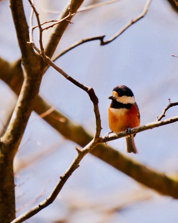 Varied Tit 熊本県阿蘇市 Fri, 3/30/2018