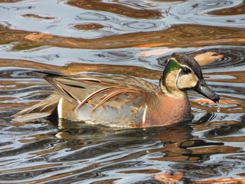 Baikal Teal 今城塚古墳 Wed, 12/21/2022