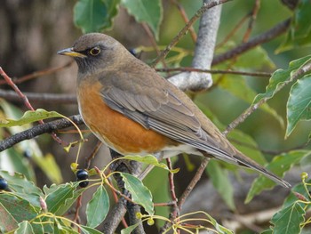 Brown-headed Thrush(orii) 尼崎市農業公園 Tue, 12/20/2022