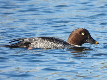 Common Goldeneye 甲子園浜(兵庫県西宮市) Fri, 12/9/2022