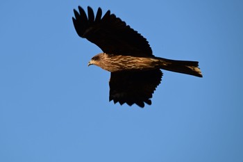 Black Kite North Inba Swamp Tue, 1/3/2023