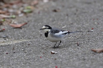 ハクセキレイ 長浜公園 2023年1月11日(水)