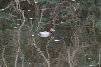 ホシハジロ 長浜公園 2023年1月11日(水)