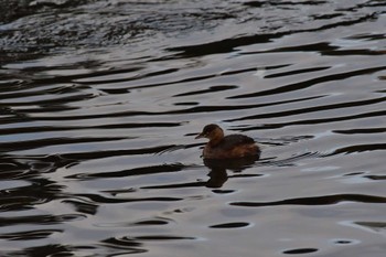 カイツブリ 長浜公園 2023年1月11日(水)