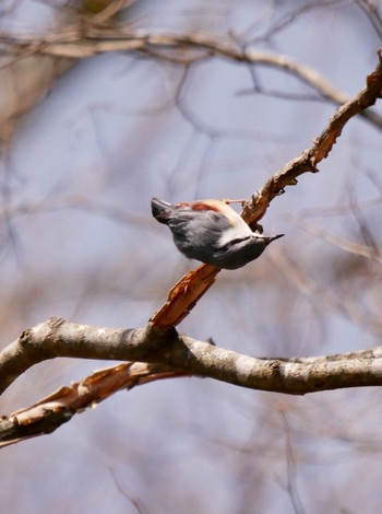 ゴジュウカラ 熊本県阿蘇市 2018年3月30日(金)