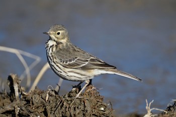 Water Pipit North Inba Swamp Thu, 12/29/2022