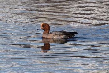 Eurasian Wigeon Yatsu-higata Sun, 1/8/2023