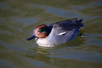 Eurasian Teal 坂田ヶ池総合公園 Tue, 1/10/2023