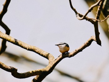 Eurasian Nuthatch 熊本県阿蘇市 Fri, 3/30/2018