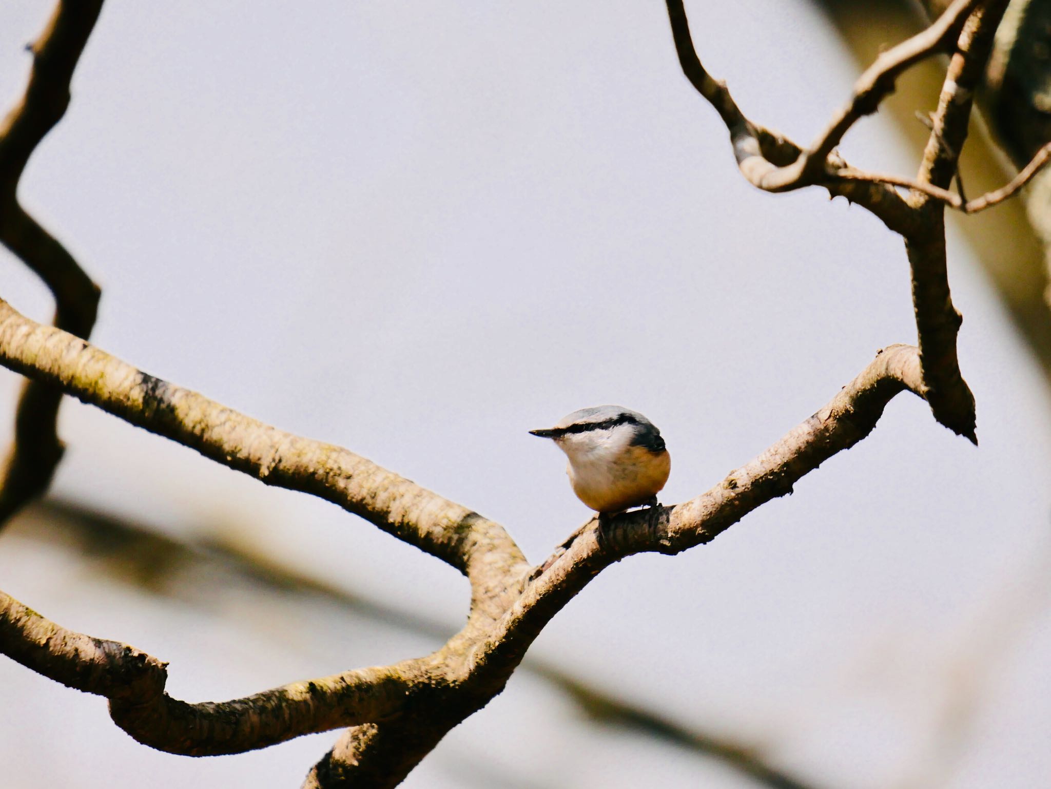 Photo of Eurasian Nuthatch at 熊本県阿蘇市 by mitsuaki kuraoka