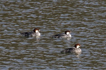 Smew Hattori Ryokuchi Park Sat, 1/7/2023