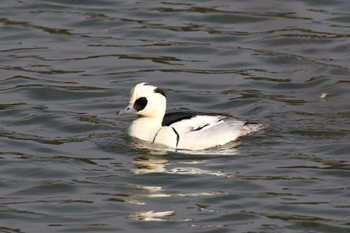 Smew Hattori Ryokuchi Park Sat, 1/7/2023