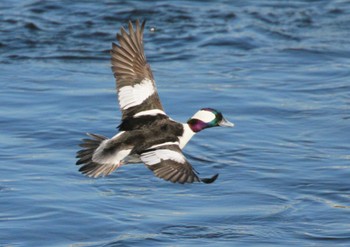 2023年1月9日(月) 多摩川聖蹟桜ヶ丘の野鳥観察記録