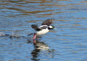 Bufflehead 多摩川聖蹟桜ヶ丘 Mon, 1/9/2023