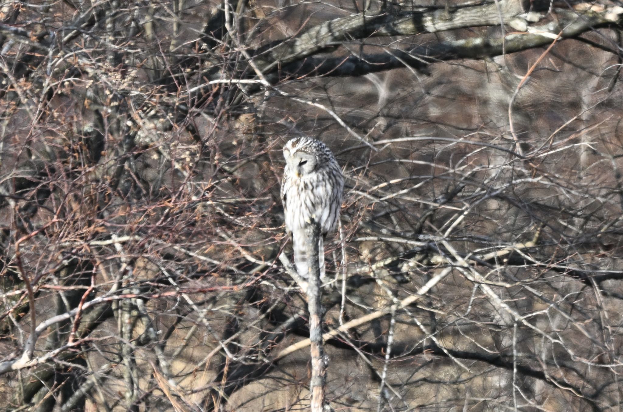 Photo of Ural Owl at 南牧村1狩りに顔出し by アカウント5227