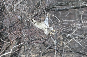 Ural Owl 3堪らず逃げる Sat, 1/7/2023