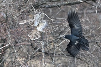 Ural Owl 2カラスに狙われる Sat, 1/7/2023