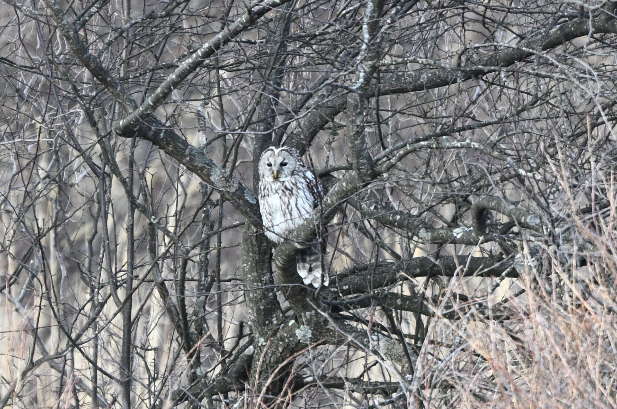 Photo of Ural Owl at 5茂みから出て安全確認 by アカウント5227