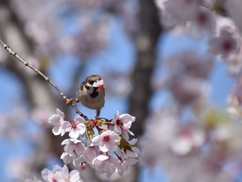 スズメ 場所が不明 2018年3月30日(金)